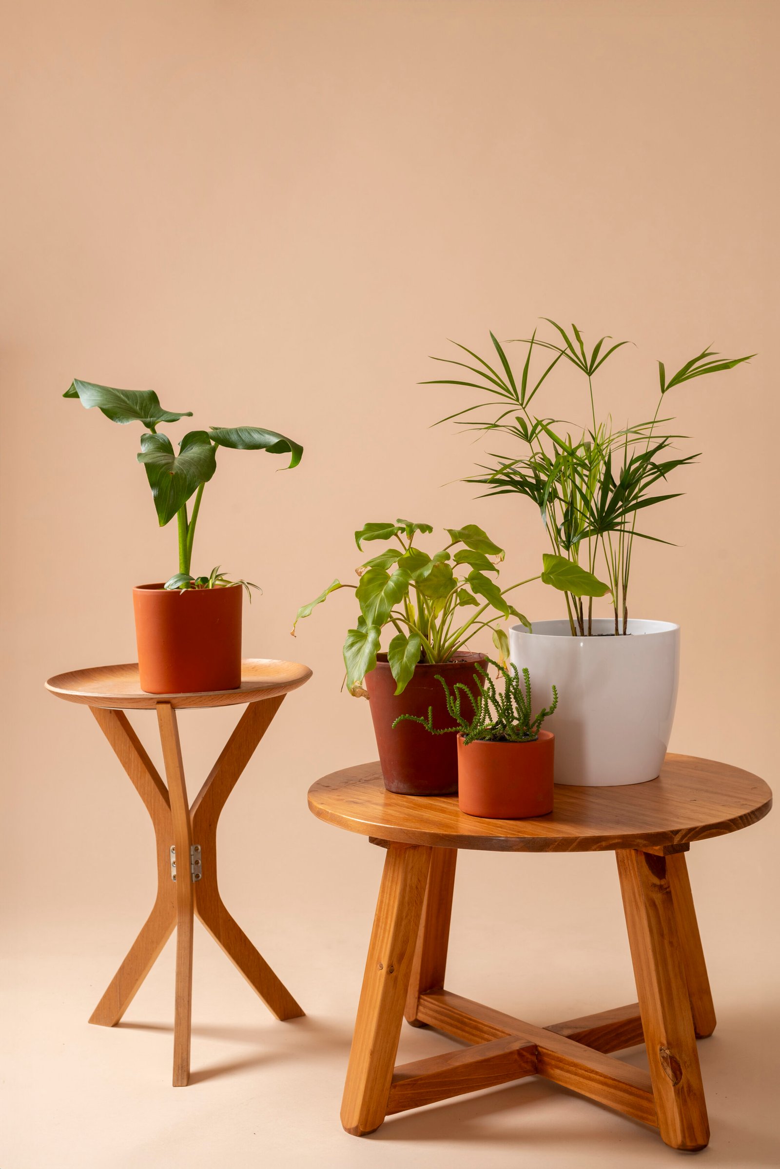 still life with indoor plants scaled